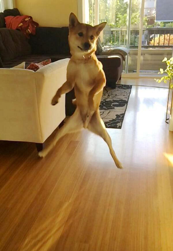 Jumping for Joy