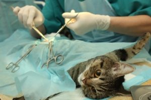 about-spay-and-neuter2