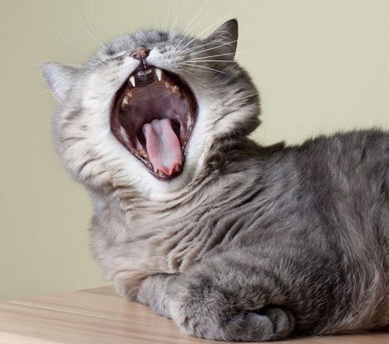 bad breath in cats