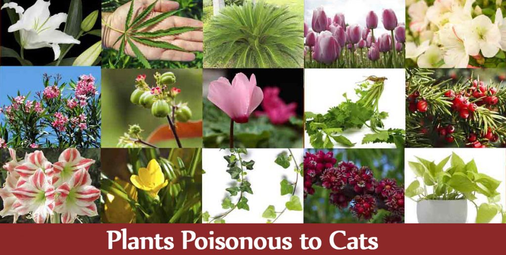 cat-poisonus-plants