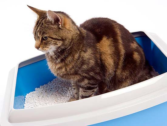 litter box odor control