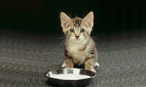 milk is harmful for cat