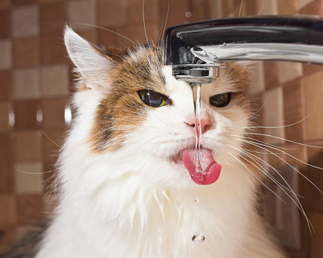 dehydration-in-cats