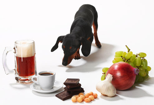 harmful foods for dogs