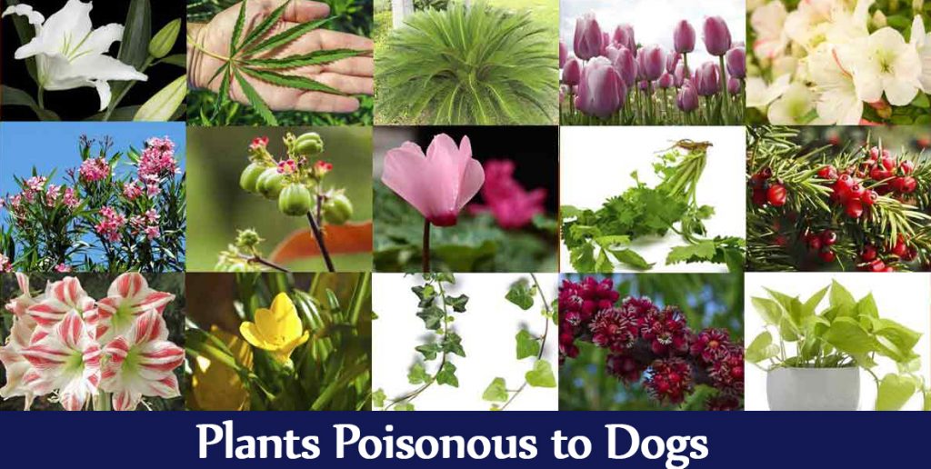 dog-poisonus-plants