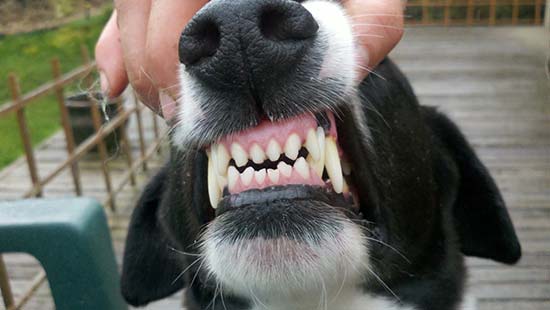 periodontal disease in dogs