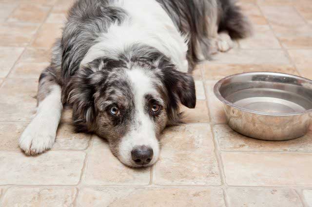 diarrhea in dogs