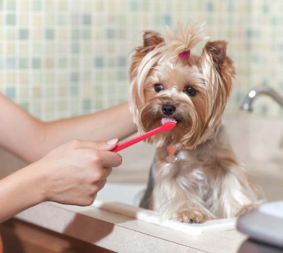 dental care for dogs