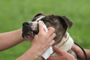 eye-discharge-or-epiphora-in-dogs-causes-and-symptoms1