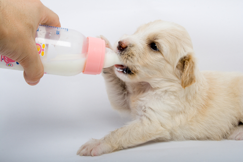 feed a puppy