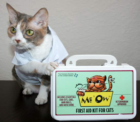 first aid kit for cats