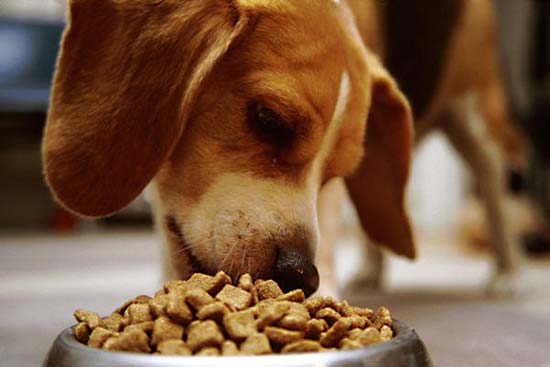 dog-food-diseases