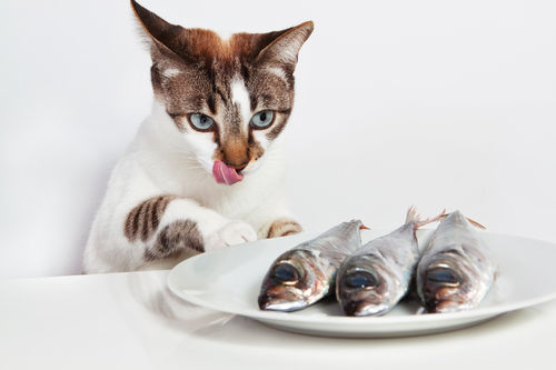 Foods that Make Your Cat Happy