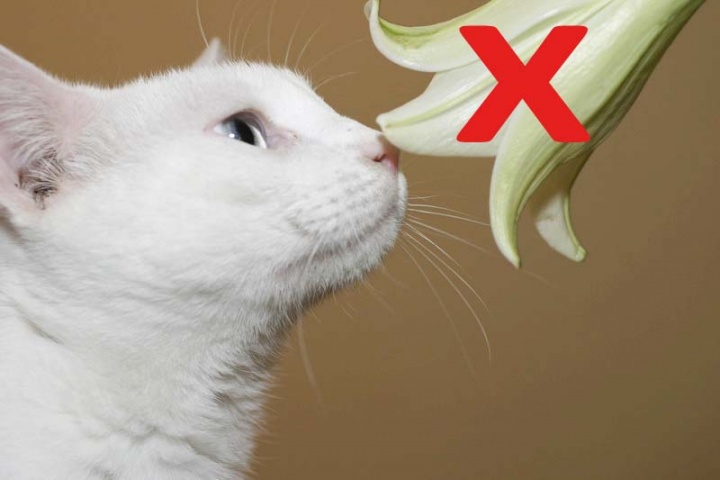 harmful foods for cats