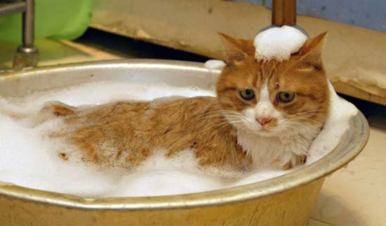 bathe a cat