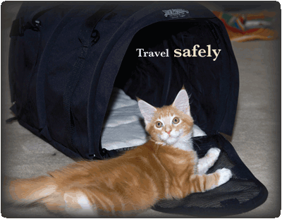 travel with cat