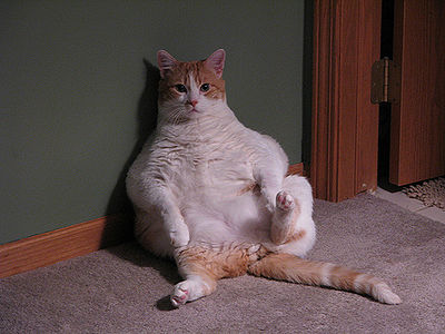 obesity in cats