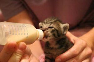 Orphan Kitten