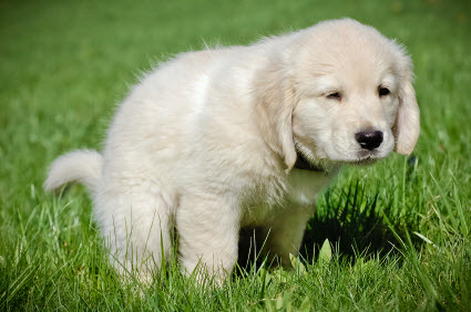 how to potty train a puppy