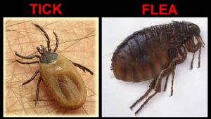tick-flea