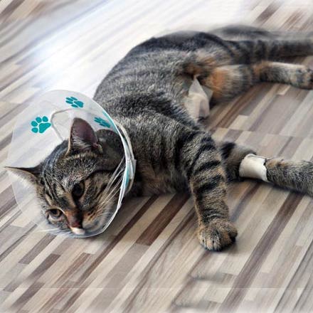 first aid traetment for burn cat