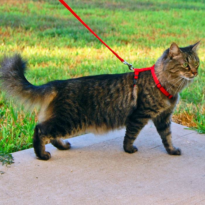 how to harness leash train a cat1