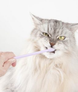 importance and method of cleaning cat teeth 2