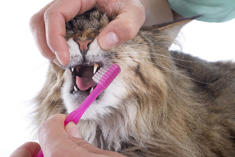 importance and method of cleaning cat teeth