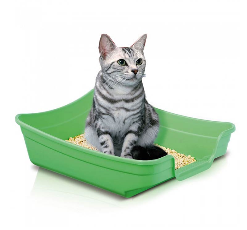 why cat stop using litter box