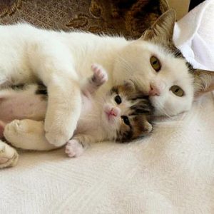 care-of-mom-cat-2