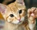 cattt